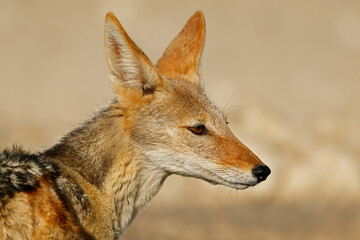 Portrait of a black-backed jackal (Canis mesomelas), Kalahari desert, South Africa.