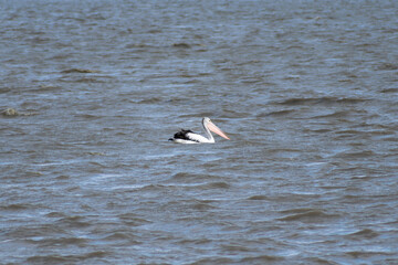 Pelican on lake