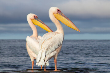 African wild birds. Great pelicans on the blue lagoon on a summer morning