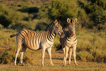 Two plains zebras (Equus burchelli) in late afternoon light, Mokala National Park, South Africa.