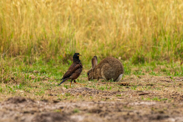 Farm, rabbit and myna