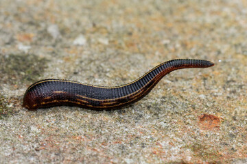 Australian leech crawling across a sandstone rock