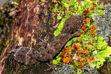 Moritz's Leaf-tailed Gecko resting on lichen