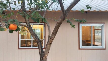 Close up window vacation home with orange tree