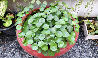 Gotu kola in a pot