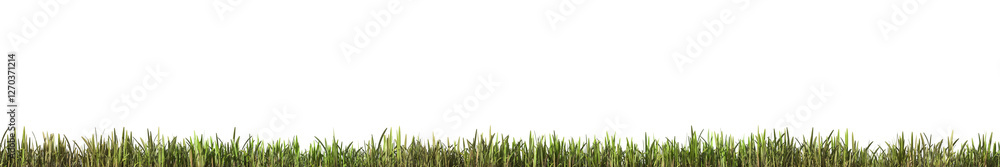 Aufkleber fresh green grass field isolated on transparent background. 3d realistic rendering . png format