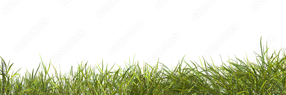 Poster close up fresh green grass field isolated on transparent background. 3d realistic rendering . png fo