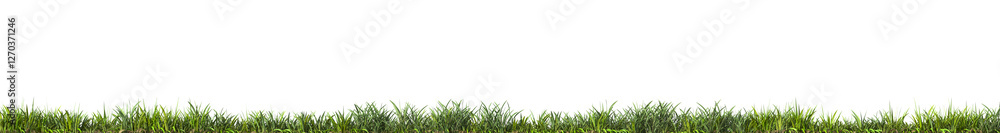 Aufkleber fresh green grass field isolated on transparent background. 3d realistic rendering . png format