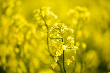 北海道の菜の花畑