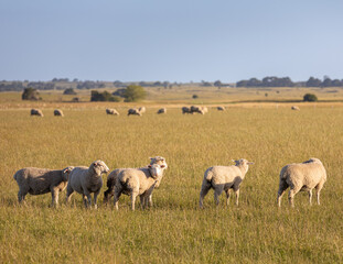 Sheep grazing in a paddock in Victoria Australia