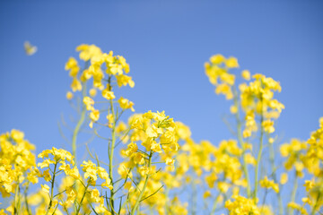 北海道の菜の花畑