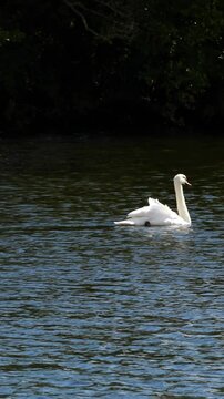 Graceful swan swimming across water