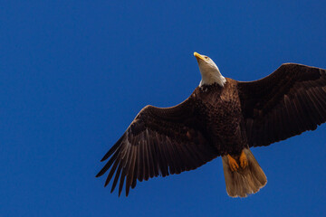 Bald eagle (Haliaeetus leucocephalus) flying over Lido Key, Florida