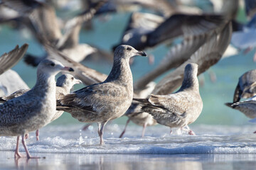 Multiple species of gulls on Lido Beach, Florida