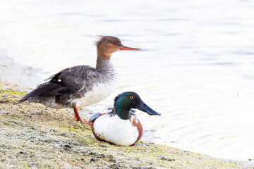 A strange pair sitting together: A red breasted merganser (Mergus serrator) next to a northern shoveler (Spatula clypeata) during the winter in southwest Florida