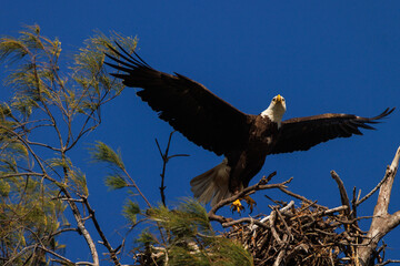 Bald eagle (Haliaeetus leucocephalus) with a nest on Lido Key, Florida