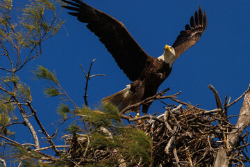 Bald eagle (Haliaeetus leucocephalus) with a nest on Lido Key, Florida