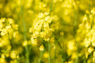 北海道の菜の花畑