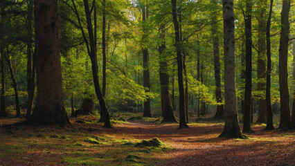 Obraz premium Woodland walk in the new forest in Autumn
