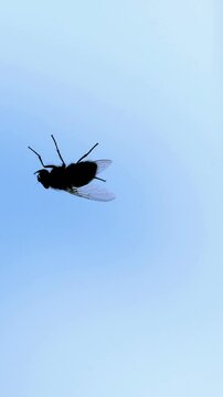 Extreme close up of a fly crawling