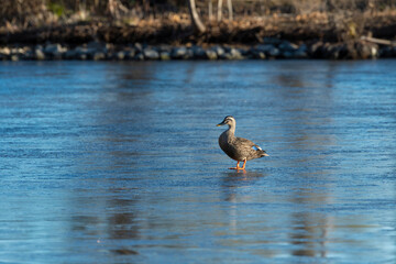 氷上のカルガモ2