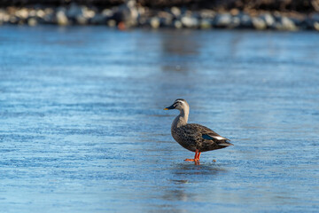 氷上のカルガモ1