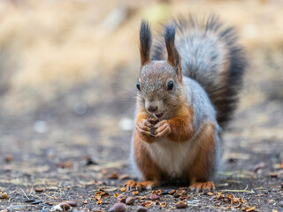 Squirrel in autumn hides nuts on the green grass with fallen yellow leaves