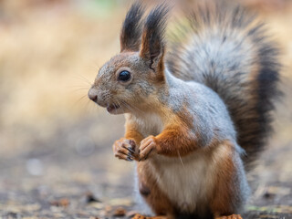 Squirrel in autumn hides nuts on the green grass with fallen yellow leaves