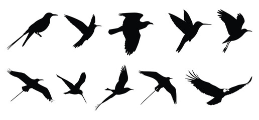 A Birds silhouettes collection illustration with white background