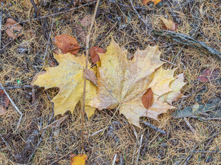 Orange and yellow fallen leaves in the sunlight.