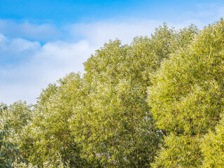 Obraz premium Autumn leaves of a weeping willow on a branch in late fall. Leaves turning yellow on a tree branch.