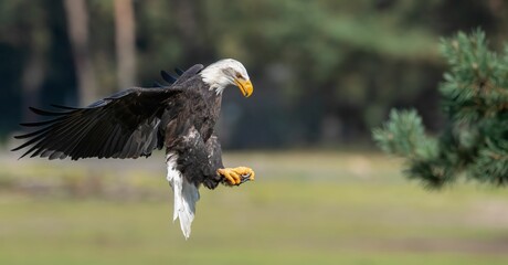 Bald Eagle in Flight