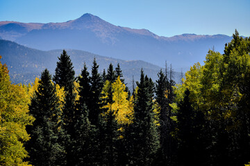 Fall time in Colorado with Aspens 