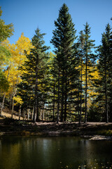 Fall time in Colorado with Aspens 