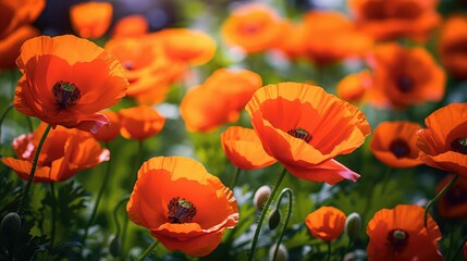 Obraz premium contrast spring flowers border