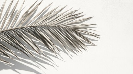 Obraz premium Palm leaf shadow wall summer minimal design