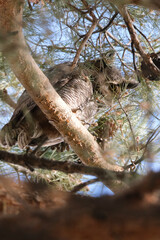 Great horned Owl looking down from a tree in the woods
