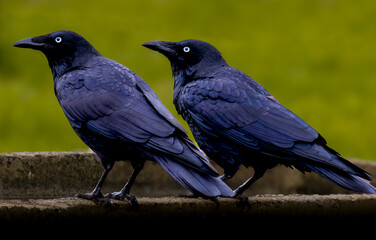 Ravens 