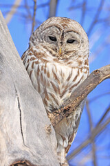 Great Grey Owl, portrait, perched, eyes, yellow, raptor, tree, branch, feather, day, details, beak, Quebec, Canada, nature, face, eyes, cute, winter, animal, prey, colourful, wildlife, owl, outdoors, 