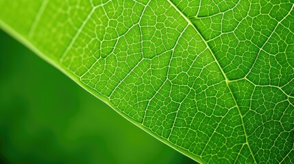Fototapeta premium macro green leaf background