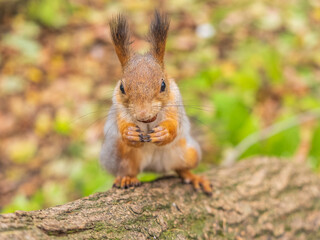 Portrait of a squirrel on a tree trunk