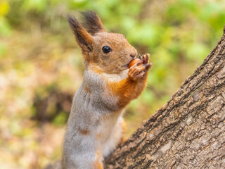 Portrait of a squirrel on a tree trunk