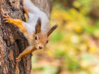 Portrait of a squirrel on a tree trunk