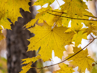 Maple branches with yellow leaves in autumn, in the light of sunset.
