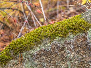 Soft thick moss in the forest is lit by the sun.