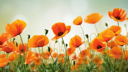 Obraz premium orange spring flower border