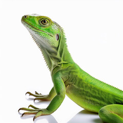 Fototapeta premium Green Lizard Closeup