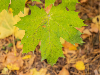Maple branches with yellow leaves in autumn, in the light of sunset.