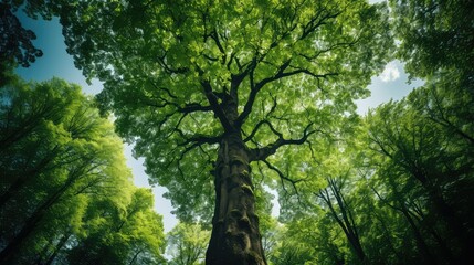 Fototapeta premium canopy tall tree