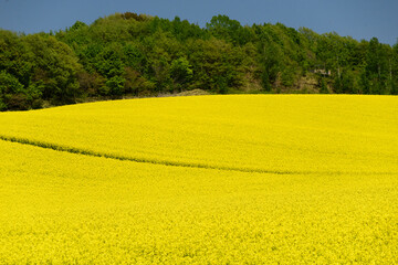 Obraz premium 北海道の菜の花畑